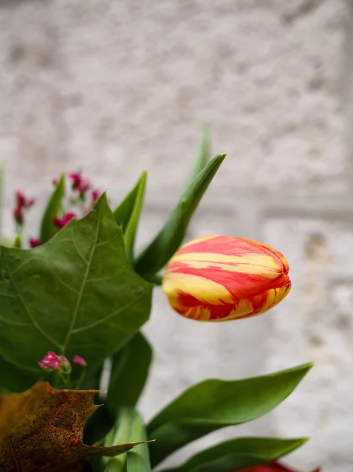 Ramo de Tulipanes Naranjas