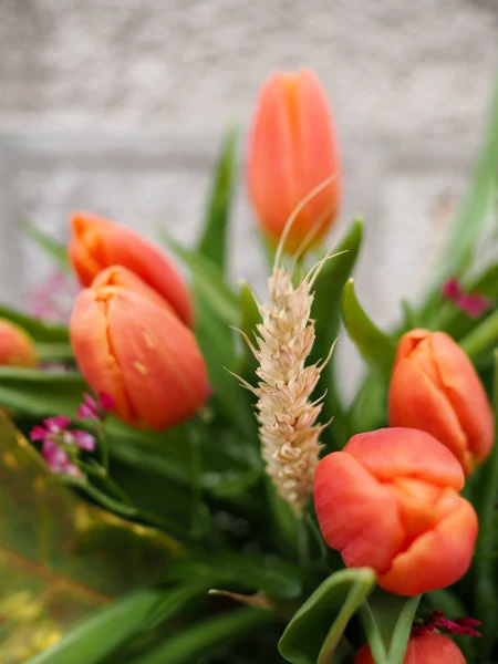 Tulipanes